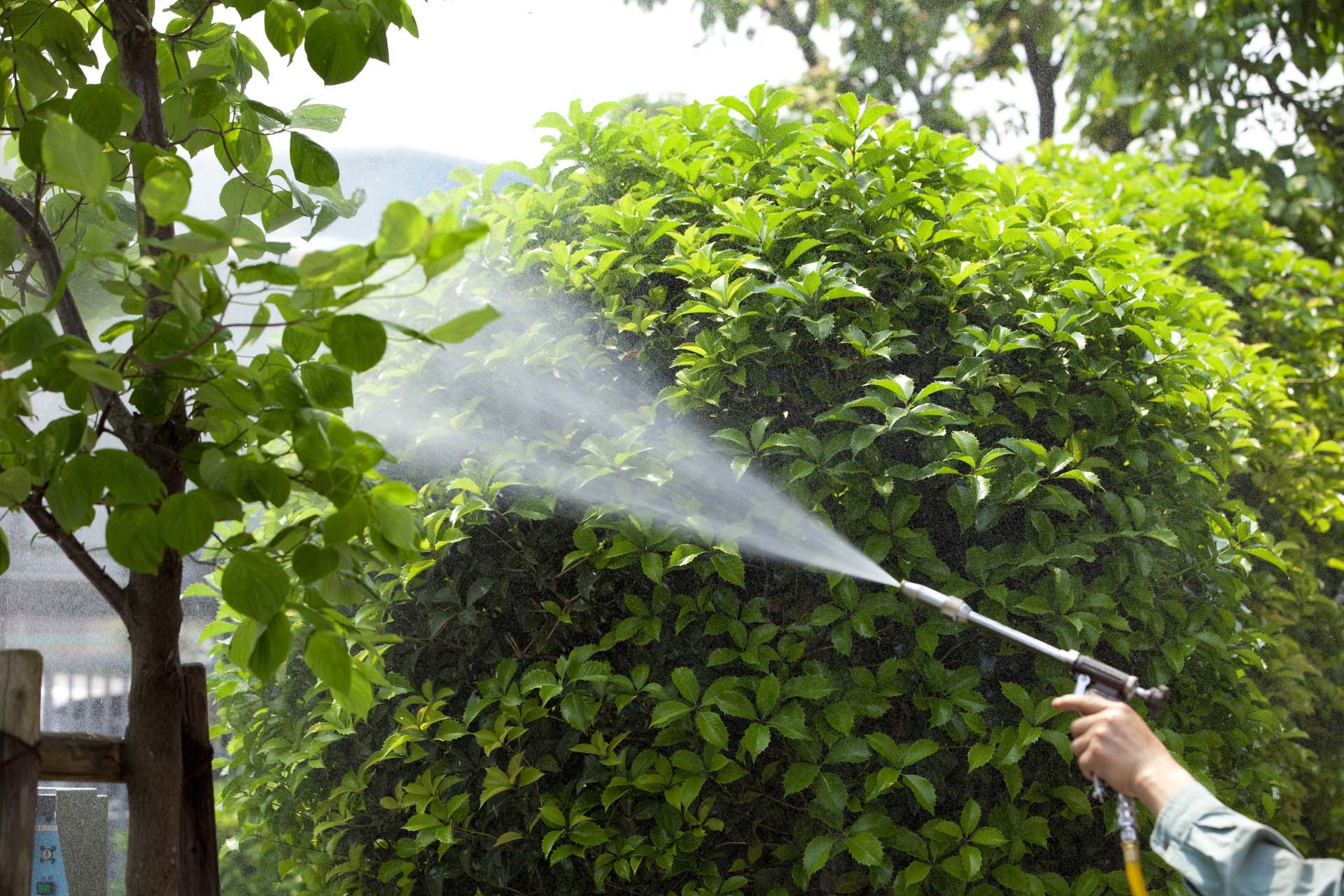 Philippine Pesticides Pest Control SITA Pest Control Services